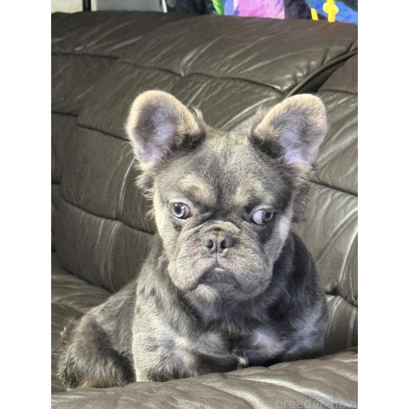 販売中の奈良県のフレンチブルドッグ-440455の5枚目