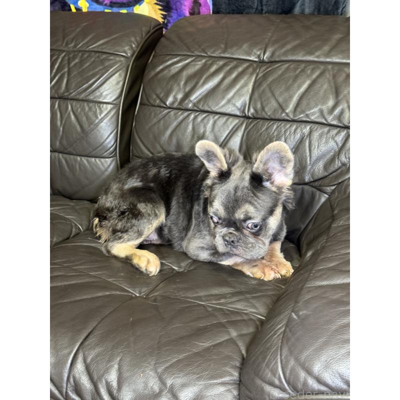 販売中の奈良県のフレンチブルドッグ-440455の4枚目