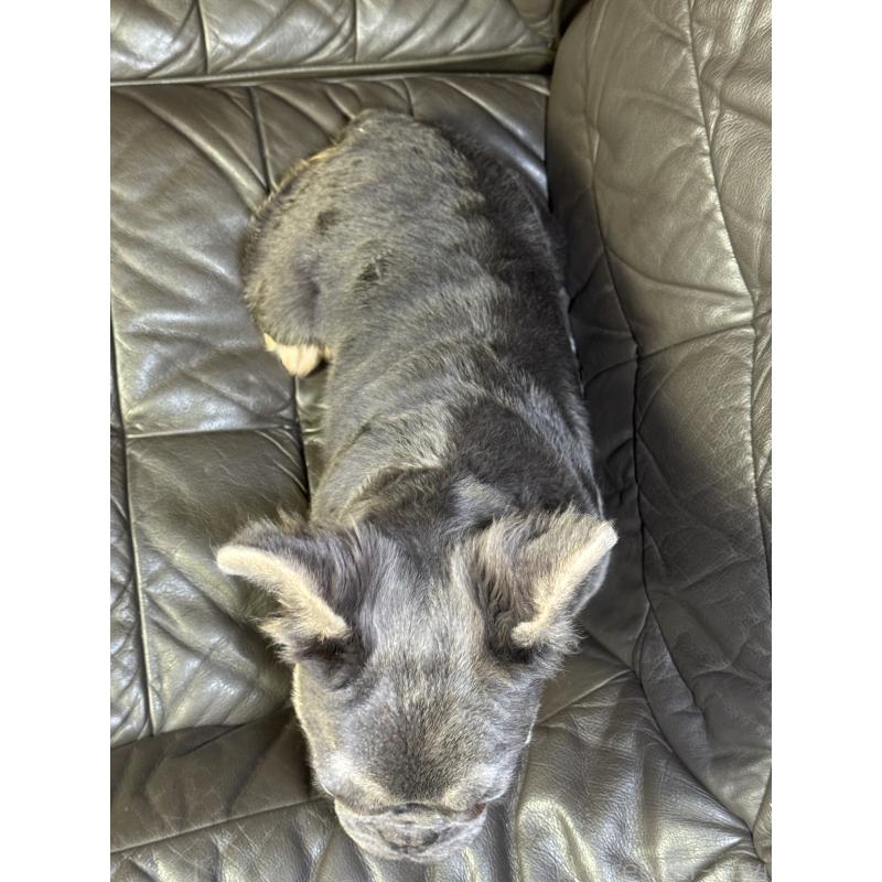 販売中の奈良県のフレンチブルドッグ-440455の2枚目