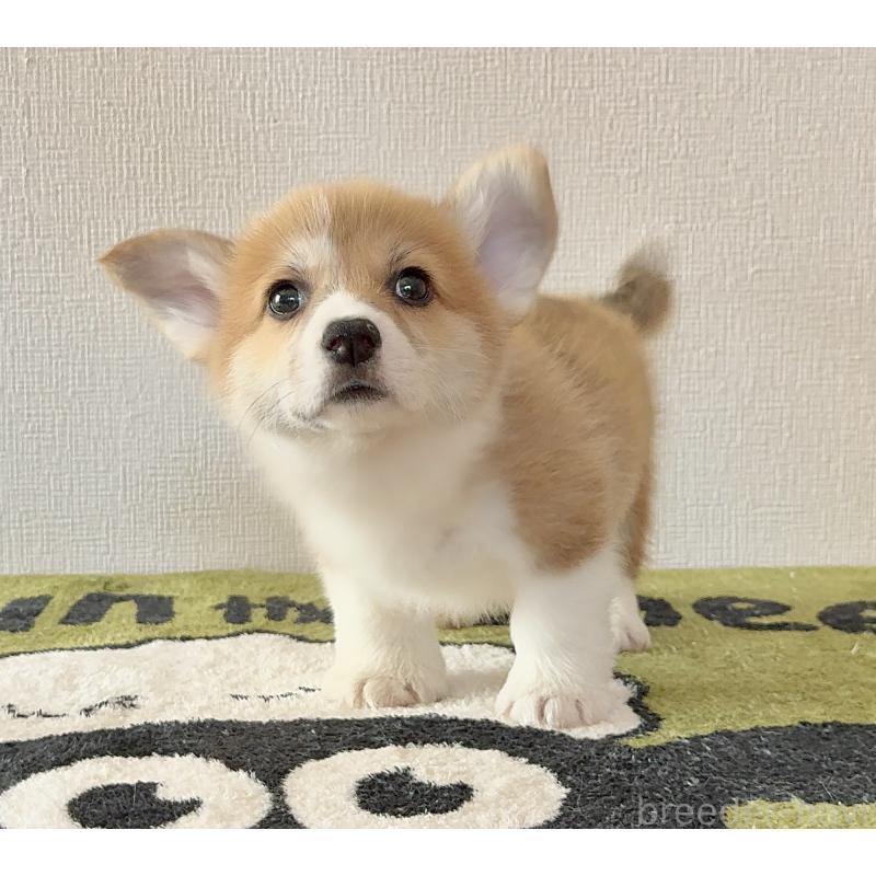 販売中の千葉県のウェルシュコーギーペンブローク-447522の4枚目