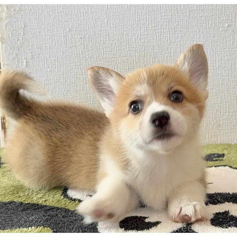 販売中の千葉県のウェルシュコーギーペンブローク-447522の3枚目