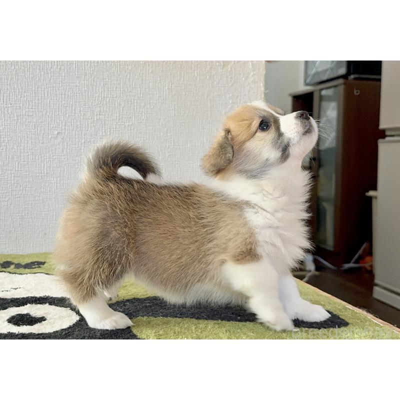 販売中の千葉県のウェルシュコーギーペンブローク-447524の4枚目