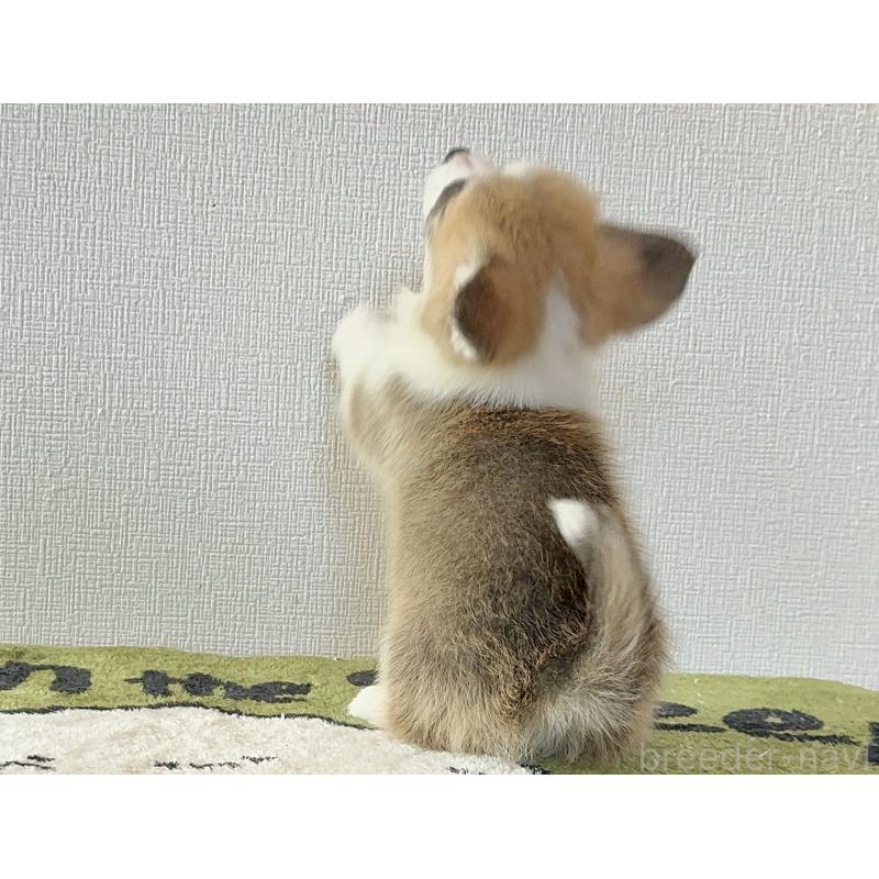 販売中の千葉県のウェルシュコーギーペンブローク-447524の3枚目