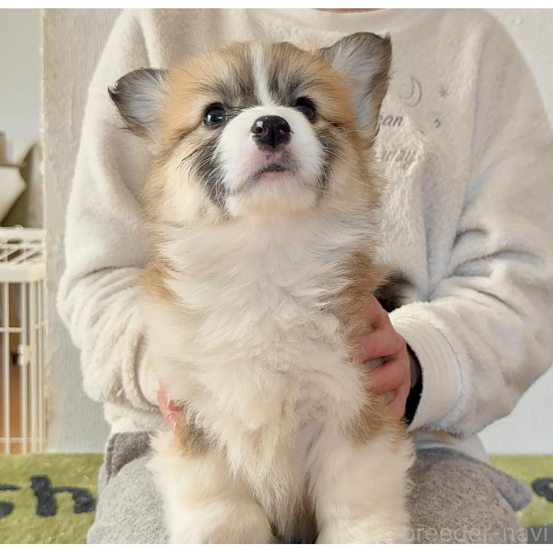 商談中の千葉県のウェルシュコーギーペンブローク-447520の8枚目