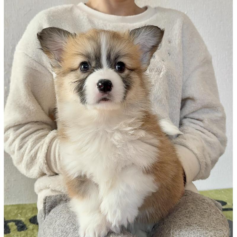 商談中の千葉県のウェルシュコーギーペンブローク-447520の7枚目