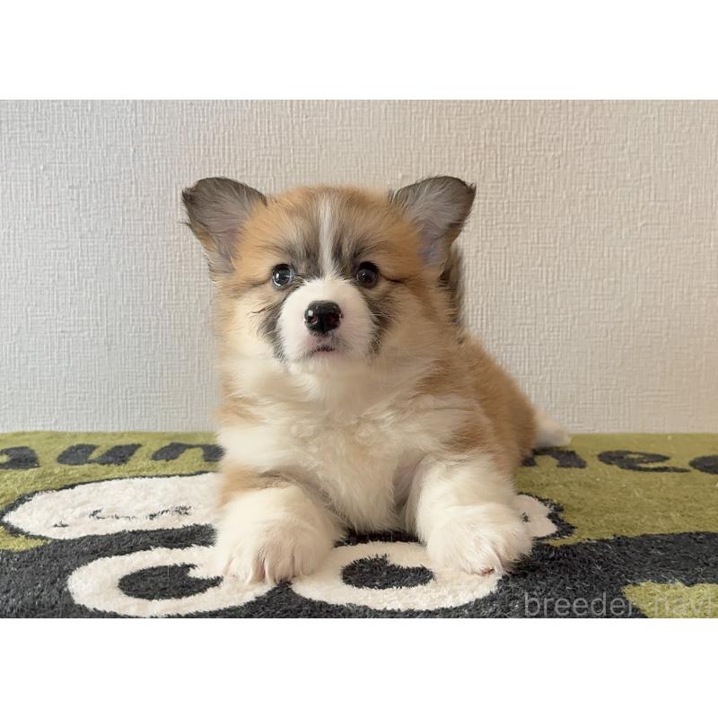 商談中の千葉県のウェルシュコーギーペンブローク-447520の5枚目