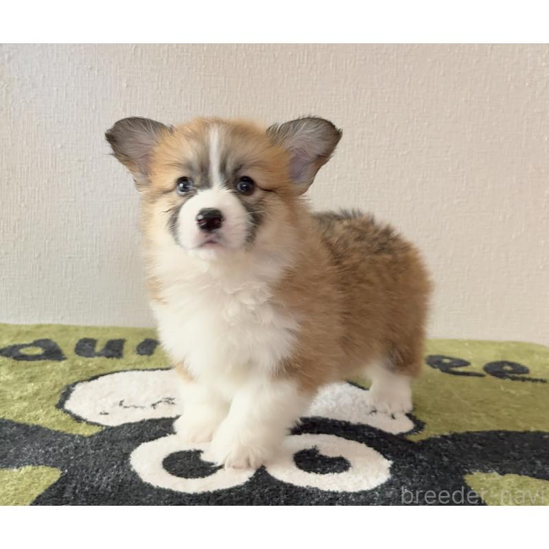 商談中の千葉県のウェルシュコーギーペンブローク-447520の4枚目