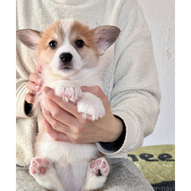 商談中の千葉県のウェルシュコーギーペンブローク-447525の3枚目