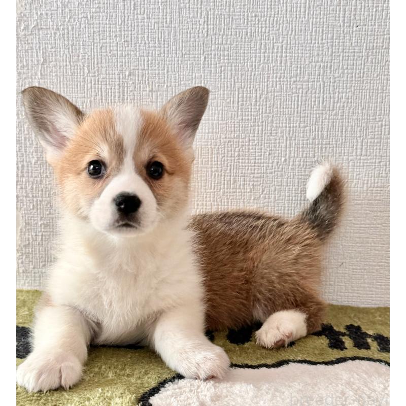 商談中の千葉県のウェルシュコーギーペンブローク-447525の2枚目