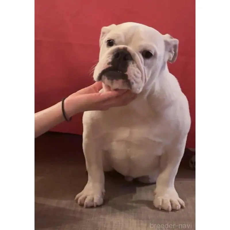 販売中の埼玉県のブルドッグ-453979の3枚目