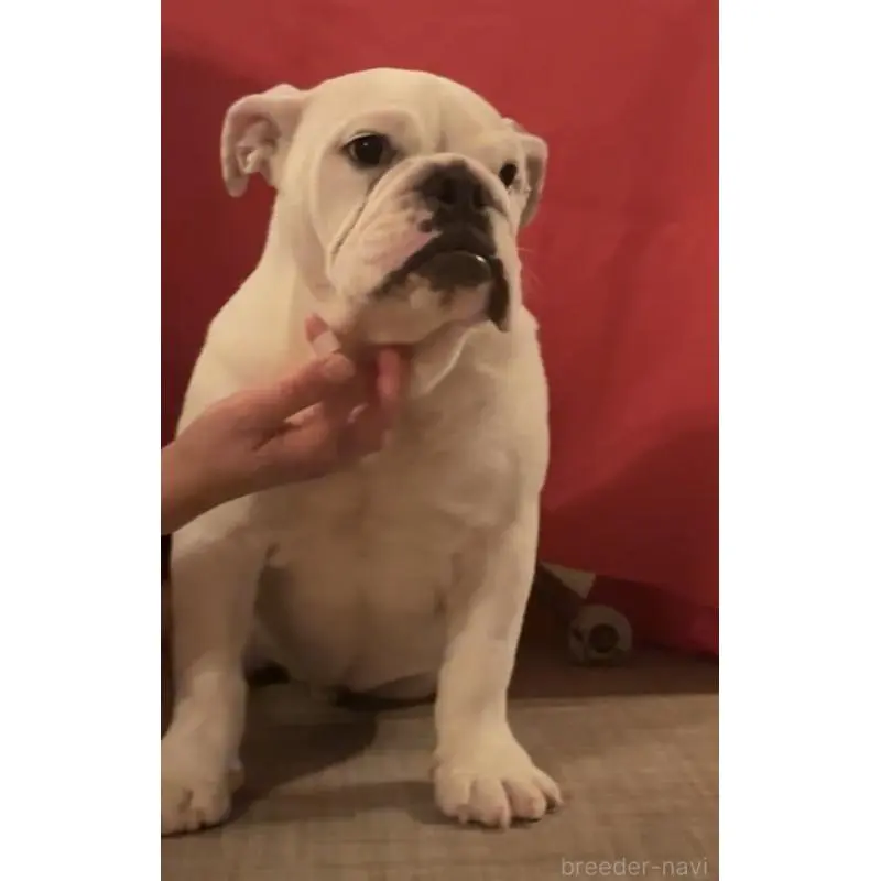 販売中の埼玉県のブルドッグ-453979の2枚目