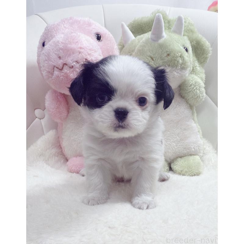 販売中の岡山県のミックス犬-453980の4枚目