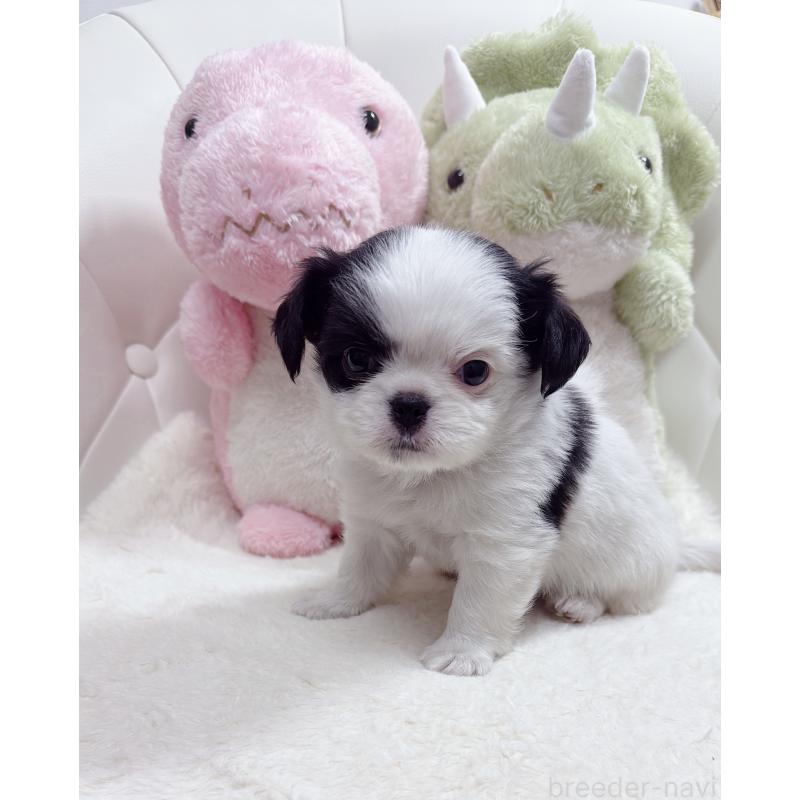 販売中の岡山県のミックス犬-453980の3枚目