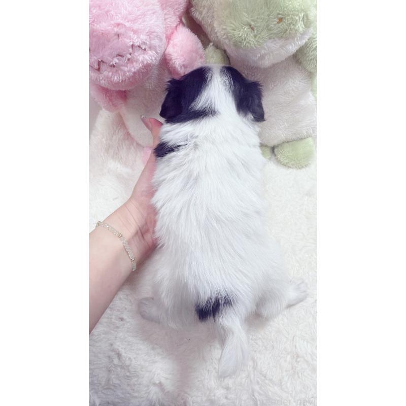 販売中の岡山県のミックス犬-453980の2枚目