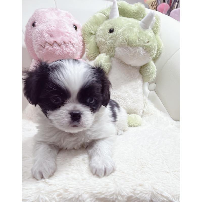 販売中の岡山県のミックス犬-453981の4枚目