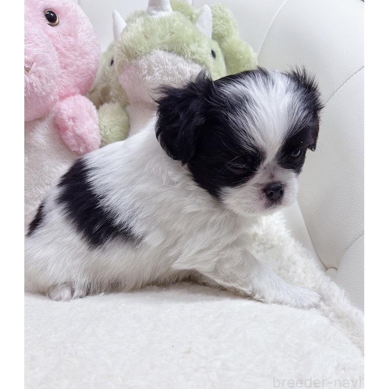 販売中の岡山県のミックス犬-453981の3枚目