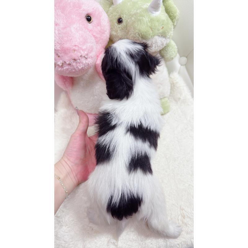 販売中の岡山県のミックス犬-453981の2枚目