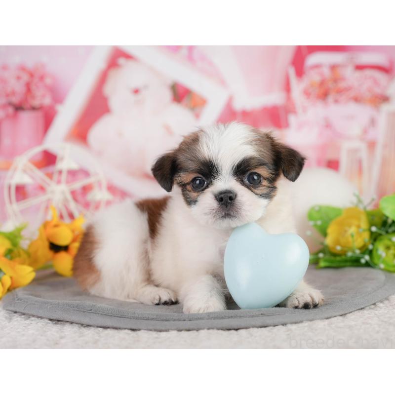 販売中の神奈川県のチワズー:チワワ×シーズー-454286の8枚目