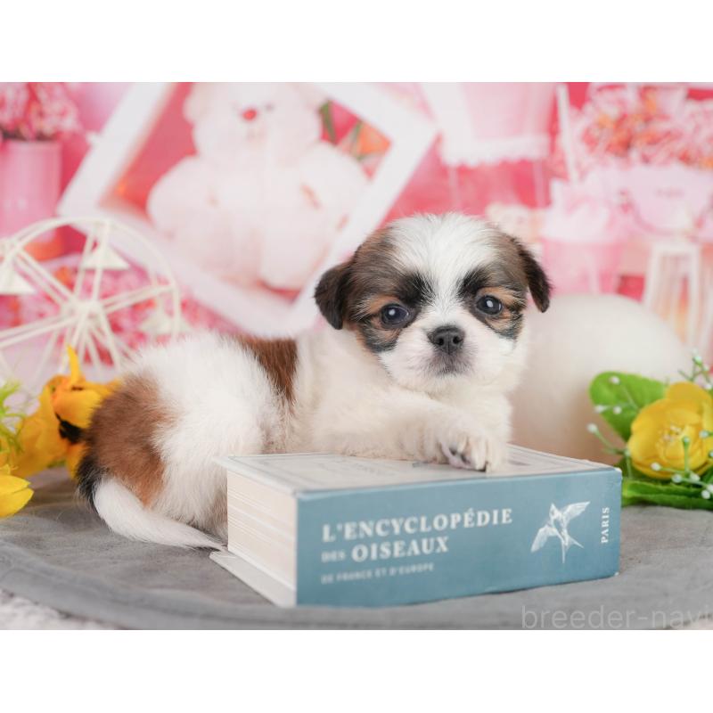 販売中の神奈川県のチワズー:チワワ×シーズー-454286の7枚目