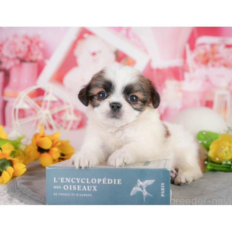 販売中の神奈川県のチワズー:チワワ×シーズー-454286の6枚目