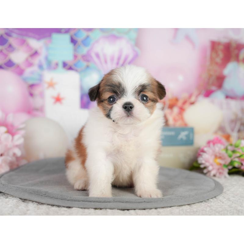 販売中の神奈川県のチワズー:チワワ×シーズー-454285の15枚目