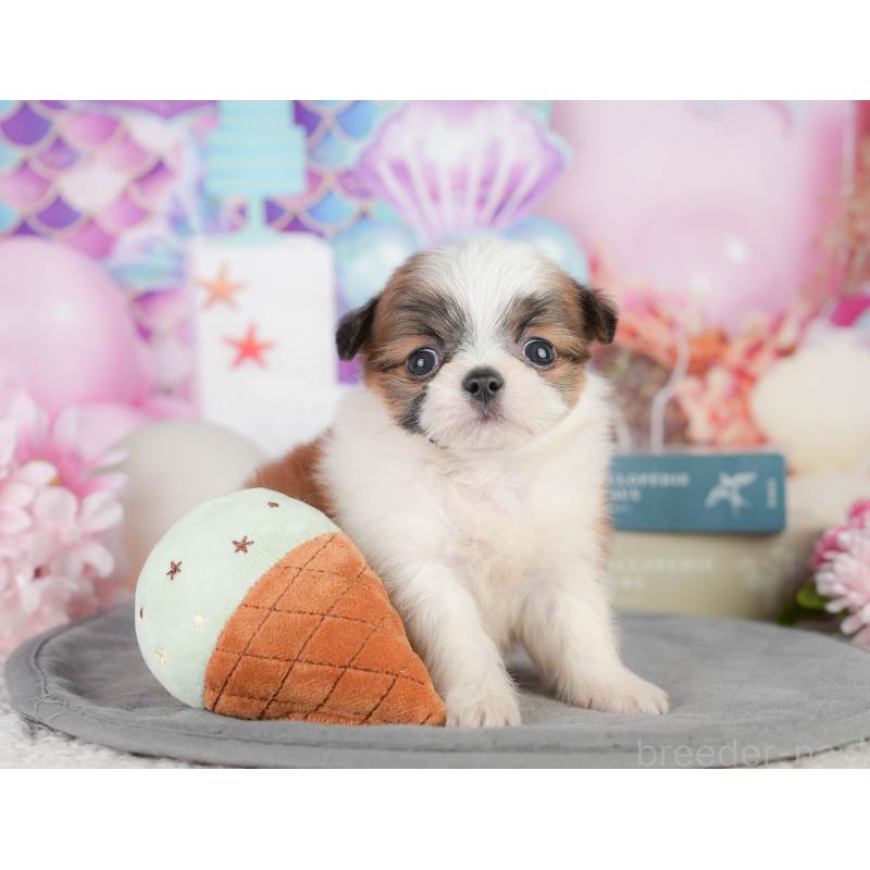 販売中の神奈川県のチワズー:チワワ×シーズー-454285の12枚目