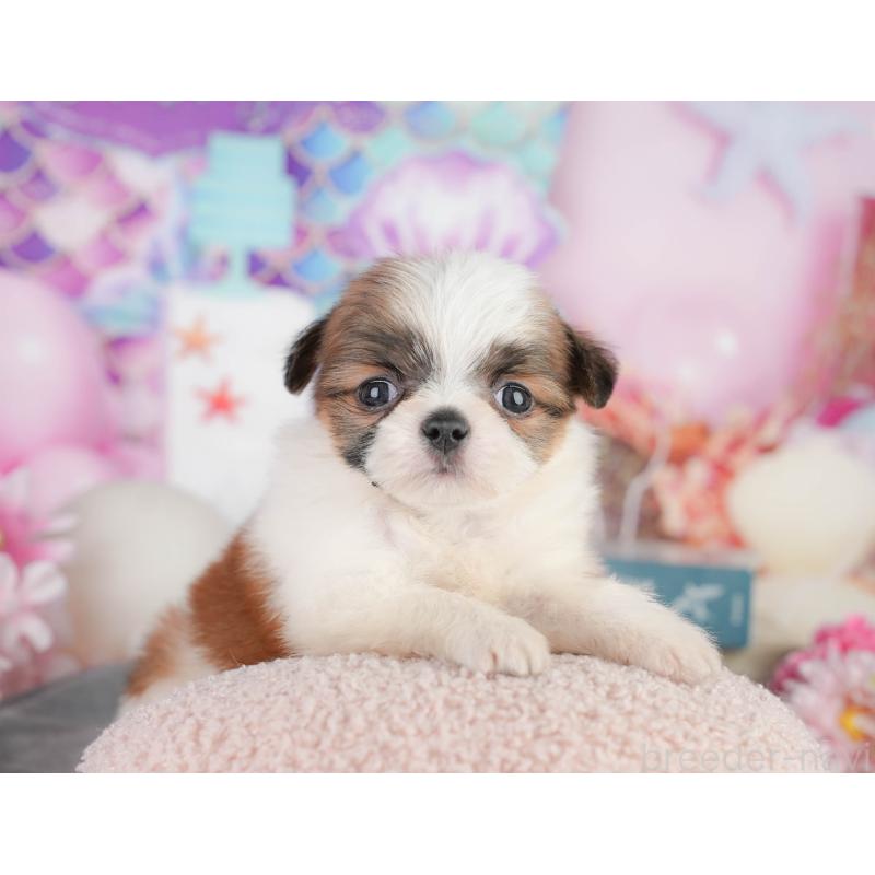 販売中の神奈川県のチワズー:チワワ×シーズー-454285の7枚目