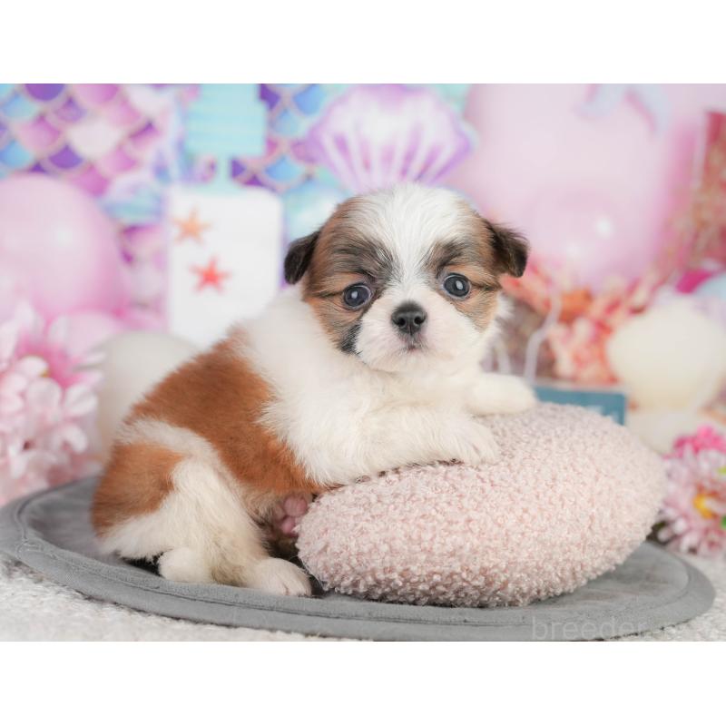 販売中の神奈川県のチワズー:チワワ×シーズー-454285の6枚目