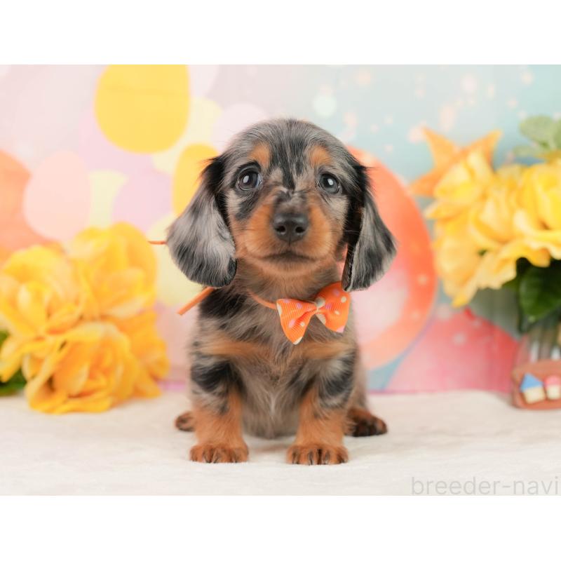 販売中の神奈川県のミニチュアダックスフンド(ロングヘアード)-454284の12枚目