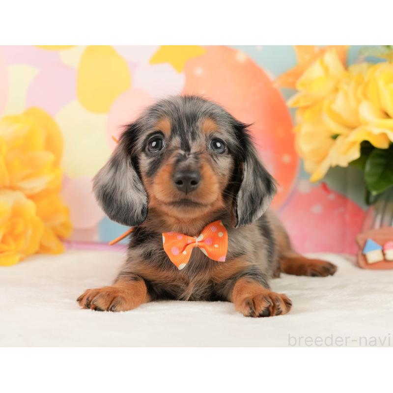 販売中の神奈川県のミニチュアダックスフンド(ロングヘアード)-454284の11枚目