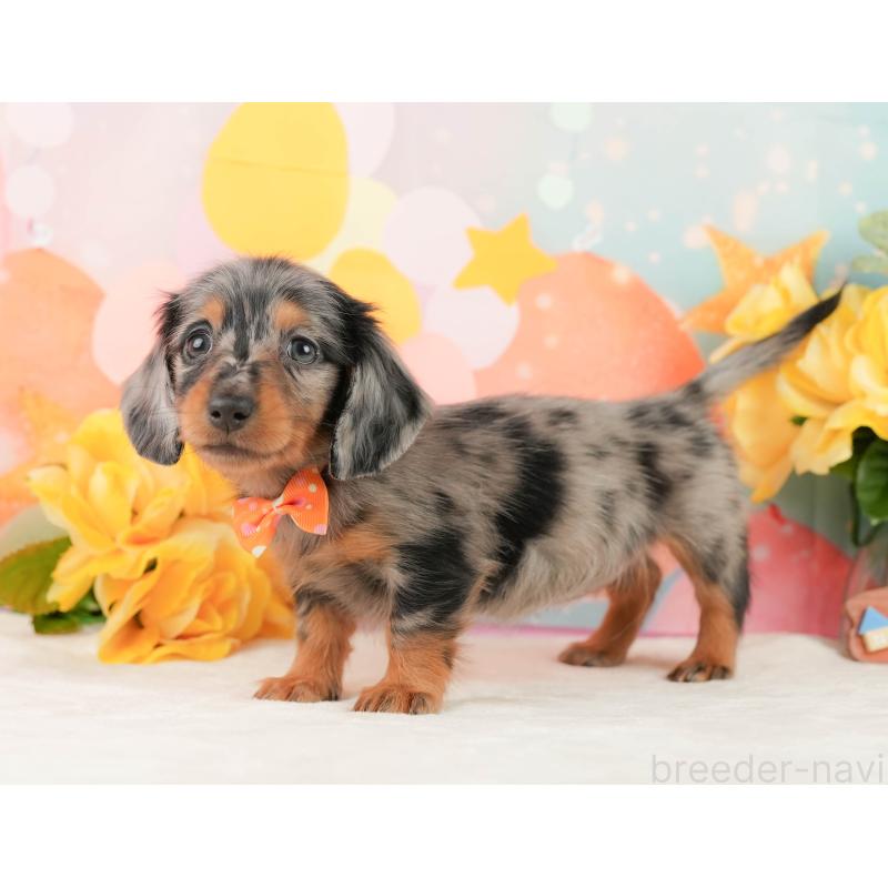 販売中の神奈川県のミニチュアダックスフンド(ロングヘアード)-454284の10枚目