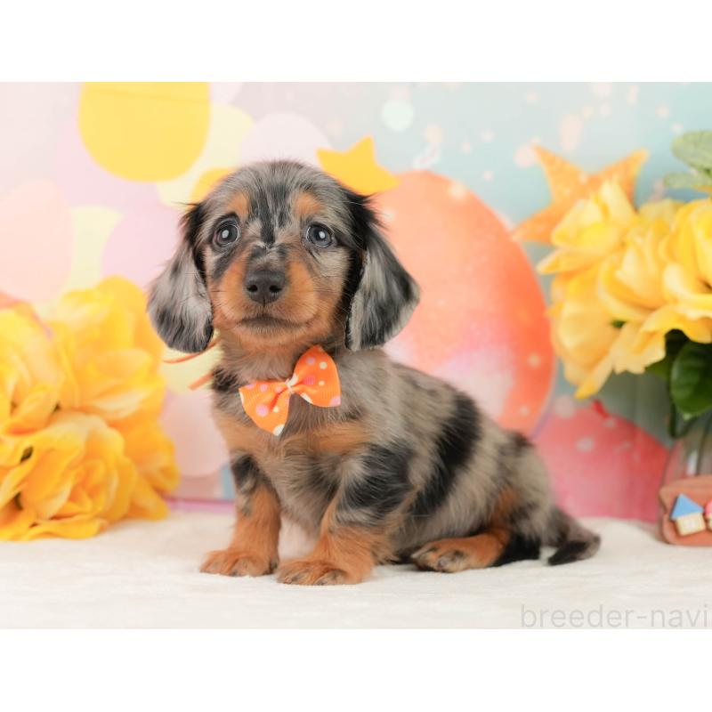 販売中の神奈川県のミニチュアダックスフンド(ロングヘアード)-454284の9枚目