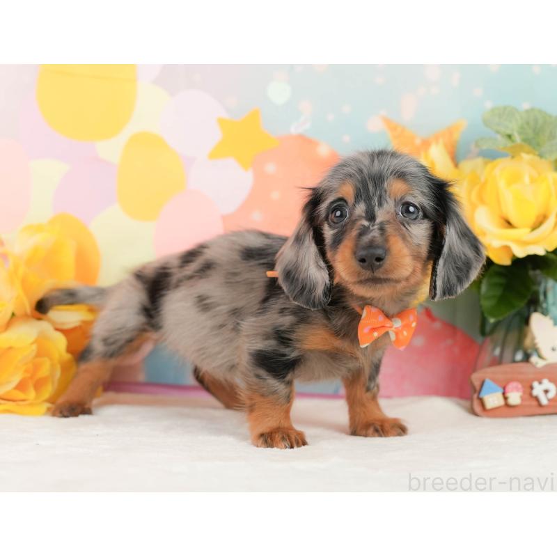 販売中の神奈川県のミニチュアダックスフンド(ロングヘアード)-454284の8枚目