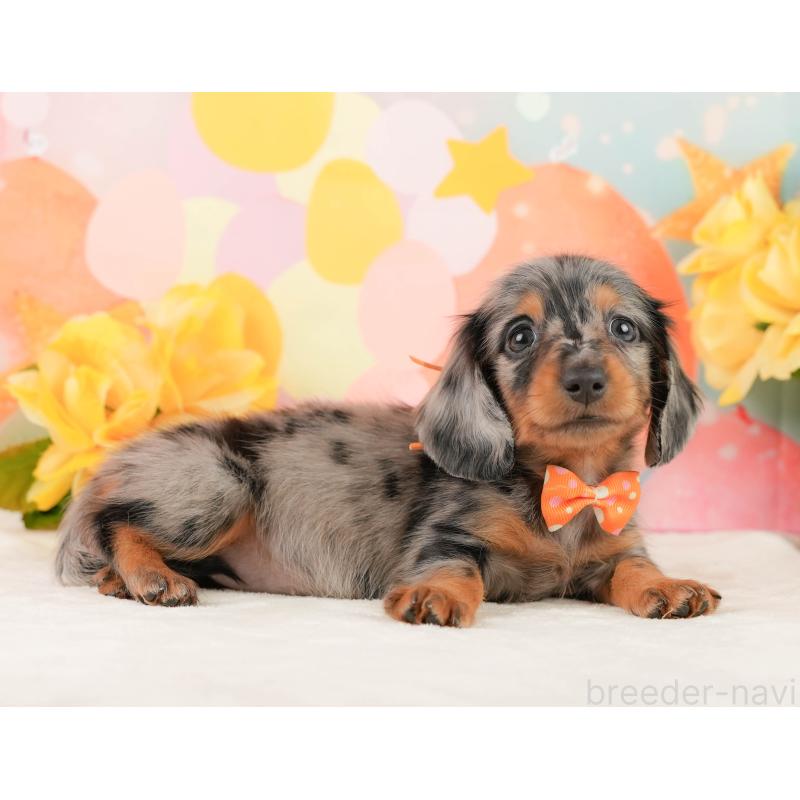 販売中の神奈川県のミニチュアダックスフンド(ロングヘアード)-454284の7枚目