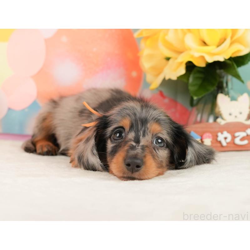 販売中の神奈川県のミニチュアダックスフンド(ロングヘアード)-454284の6枚目