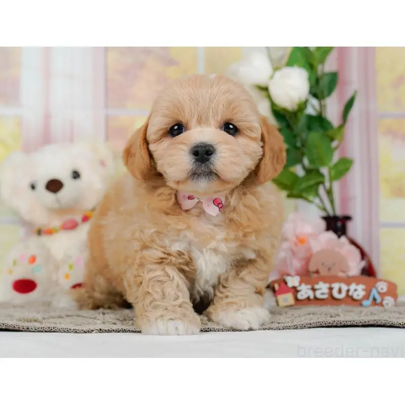 販売中の神奈川県のミックス犬-454278の13枚目