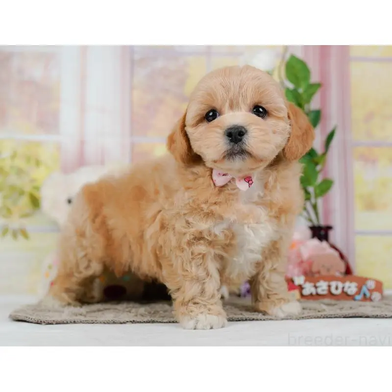 販売中の神奈川県のミックス犬-454278の12枚目