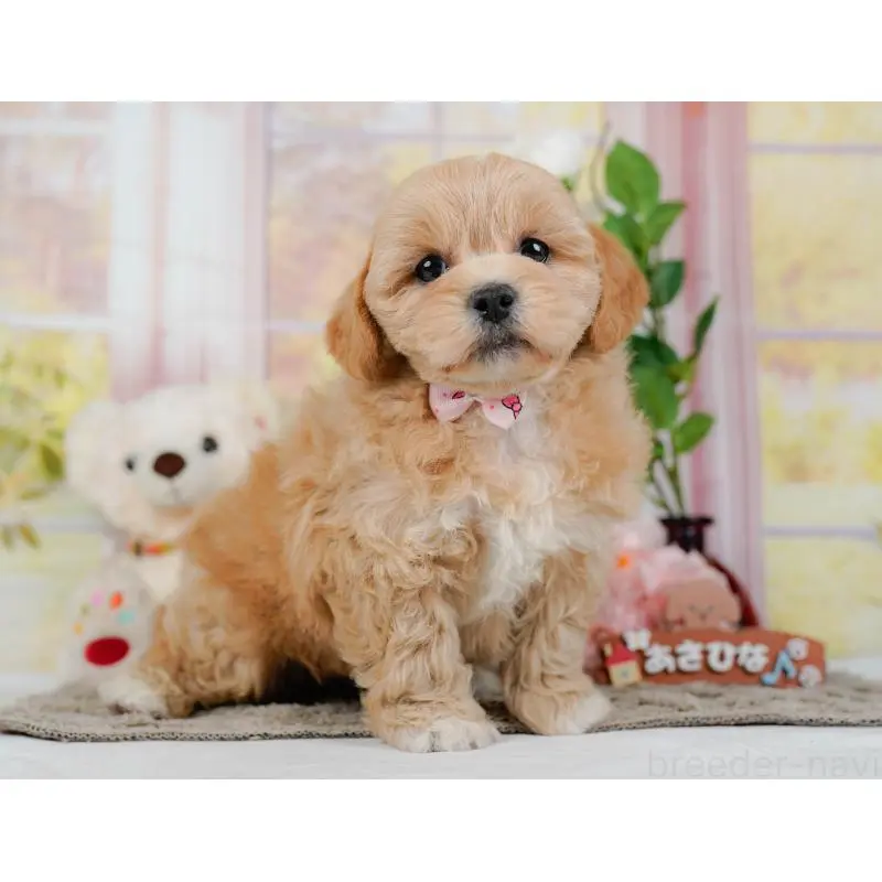 販売中の神奈川県のミックス犬-454278の11枚目