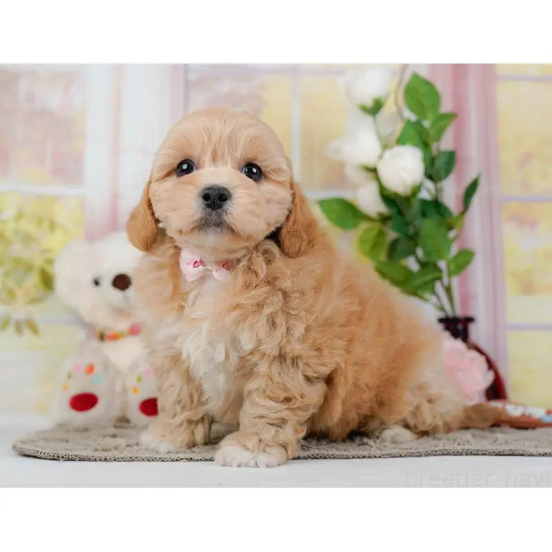 販売中の神奈川県のミックス犬-454278の9枚目