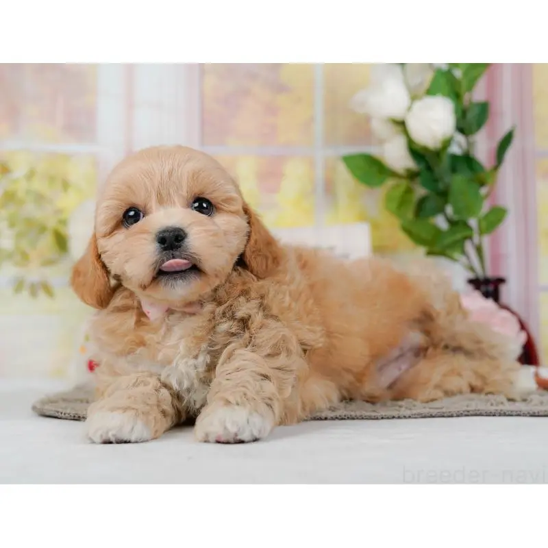 販売中の神奈川県のミックス犬-454278の8枚目