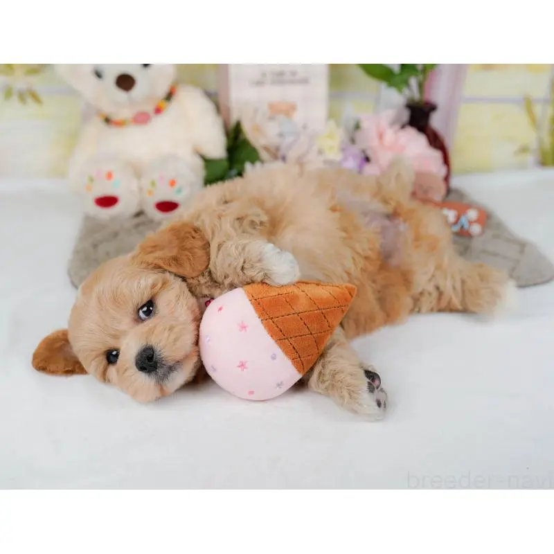 販売中の神奈川県のミックス犬-454278の7枚目