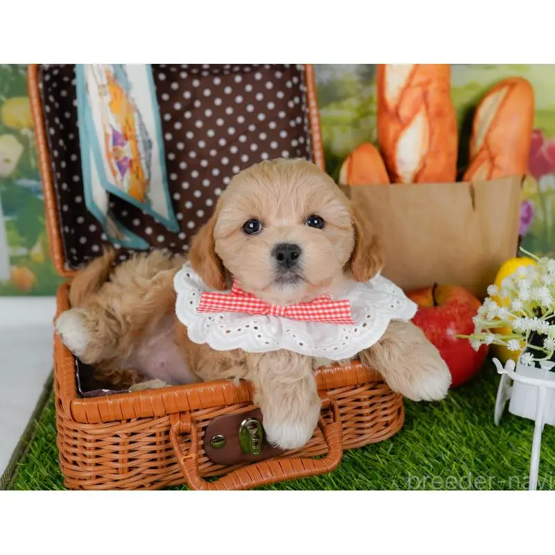 販売中の神奈川県のミックス犬-454278の6枚目