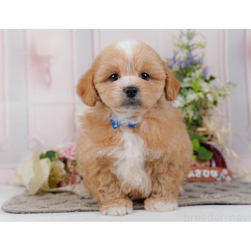 販売中の神奈川県のミックス犬-454279の13枚目