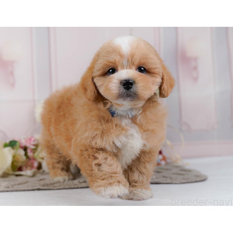 販売中の神奈川県のミックス犬-454279の12枚目