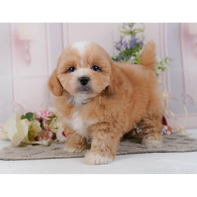 販売中の神奈川県のミックス犬-454279の10枚目