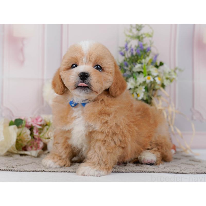 販売中の神奈川県のミックス犬-454279の9枚目