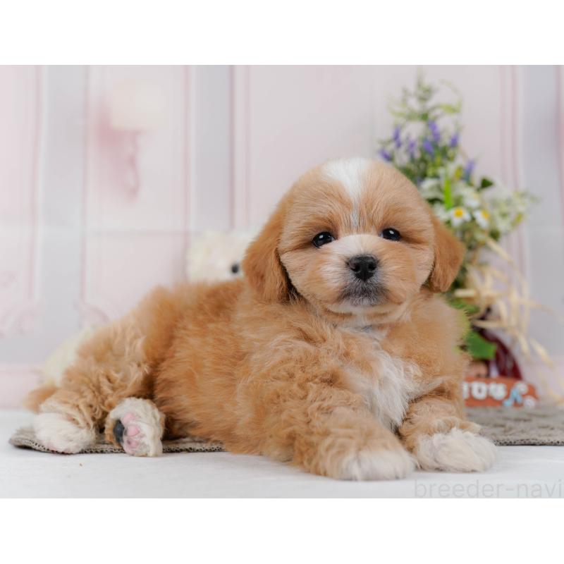 販売中の神奈川県のミックス犬-454279の8枚目