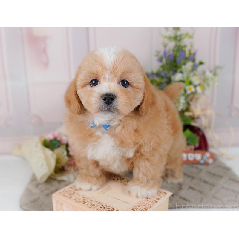 販売中の神奈川県のミックス犬-454279の7枚目