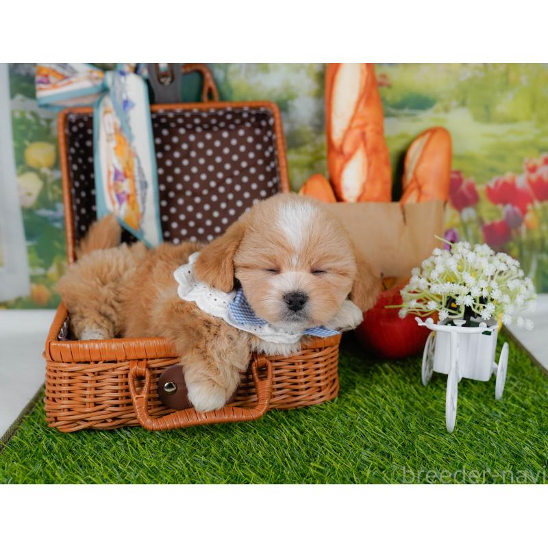 販売中の神奈川県のミックス犬-454279の6枚目