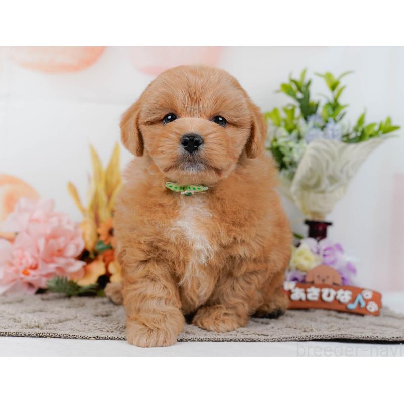 販売中の神奈川県のミックス犬-454281の15枚目